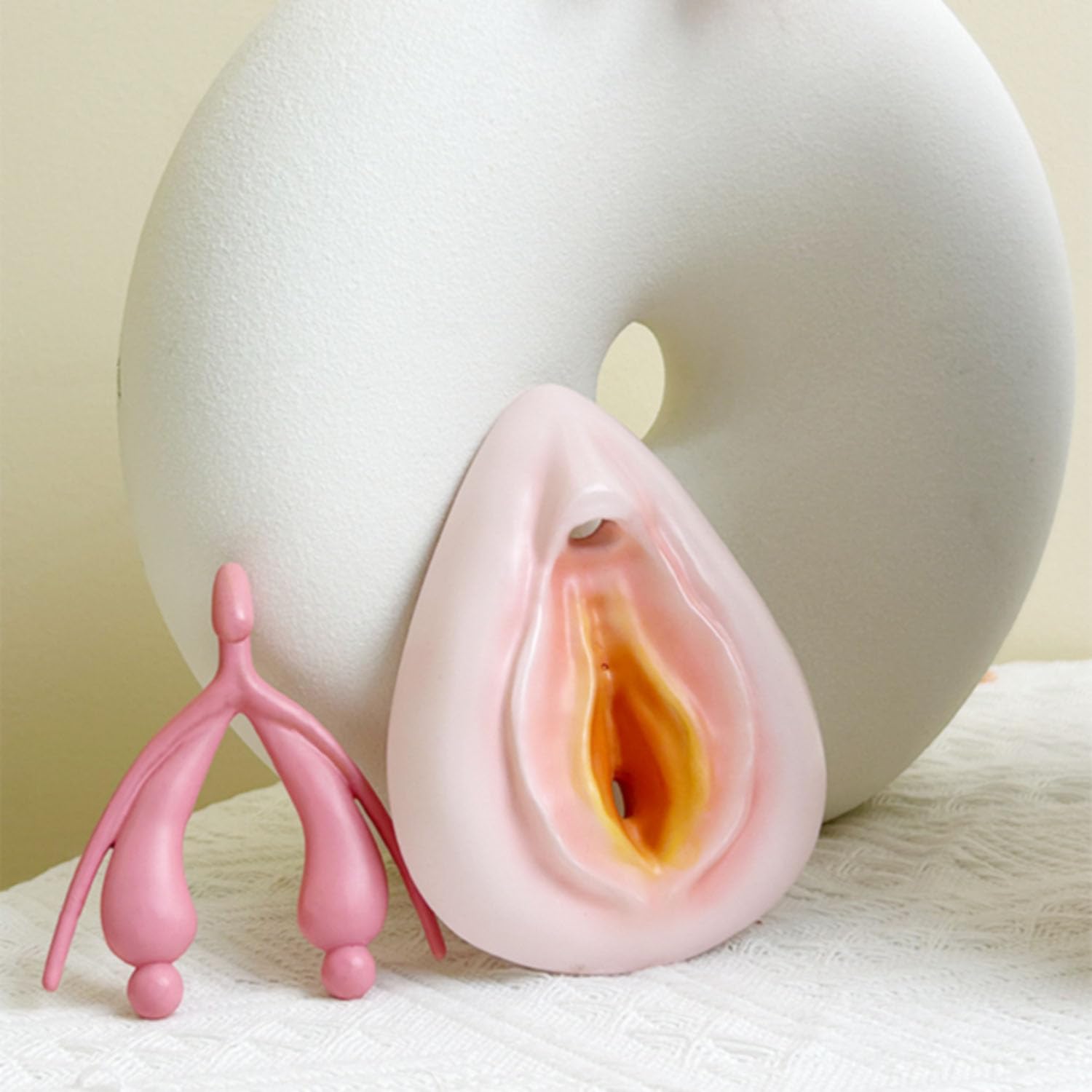Modèle anatomique de vulve et de clitoris à assembler