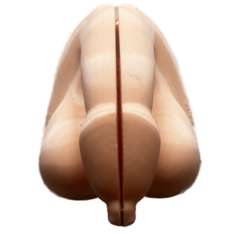 Enveloppe externe du pénis (peau de la verge + bourses + prépuce)