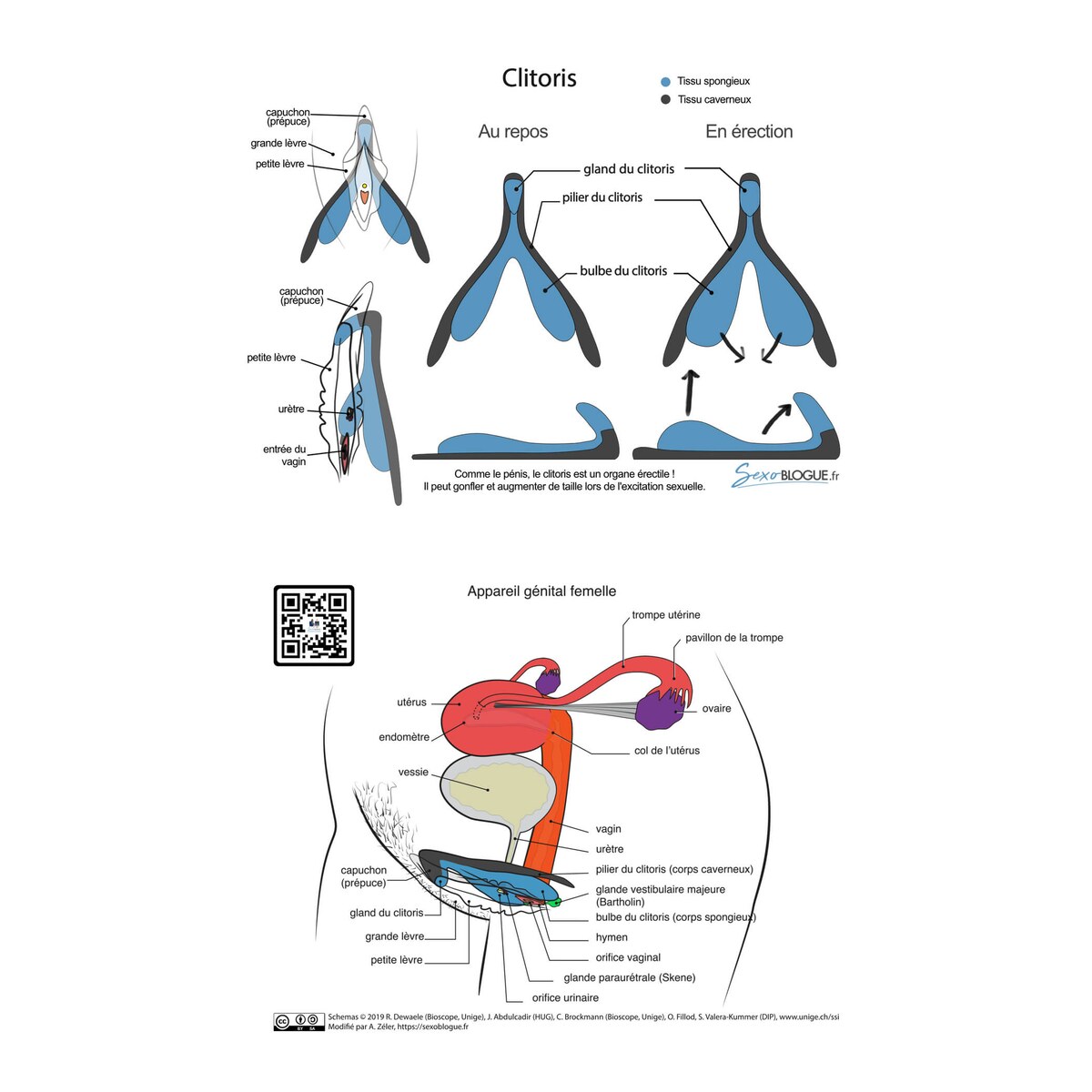 carte-pedagogique-clitoris-bleu-gris