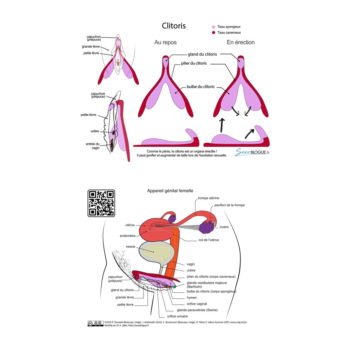 carte-pedagogique-clitoris-rose-rouge