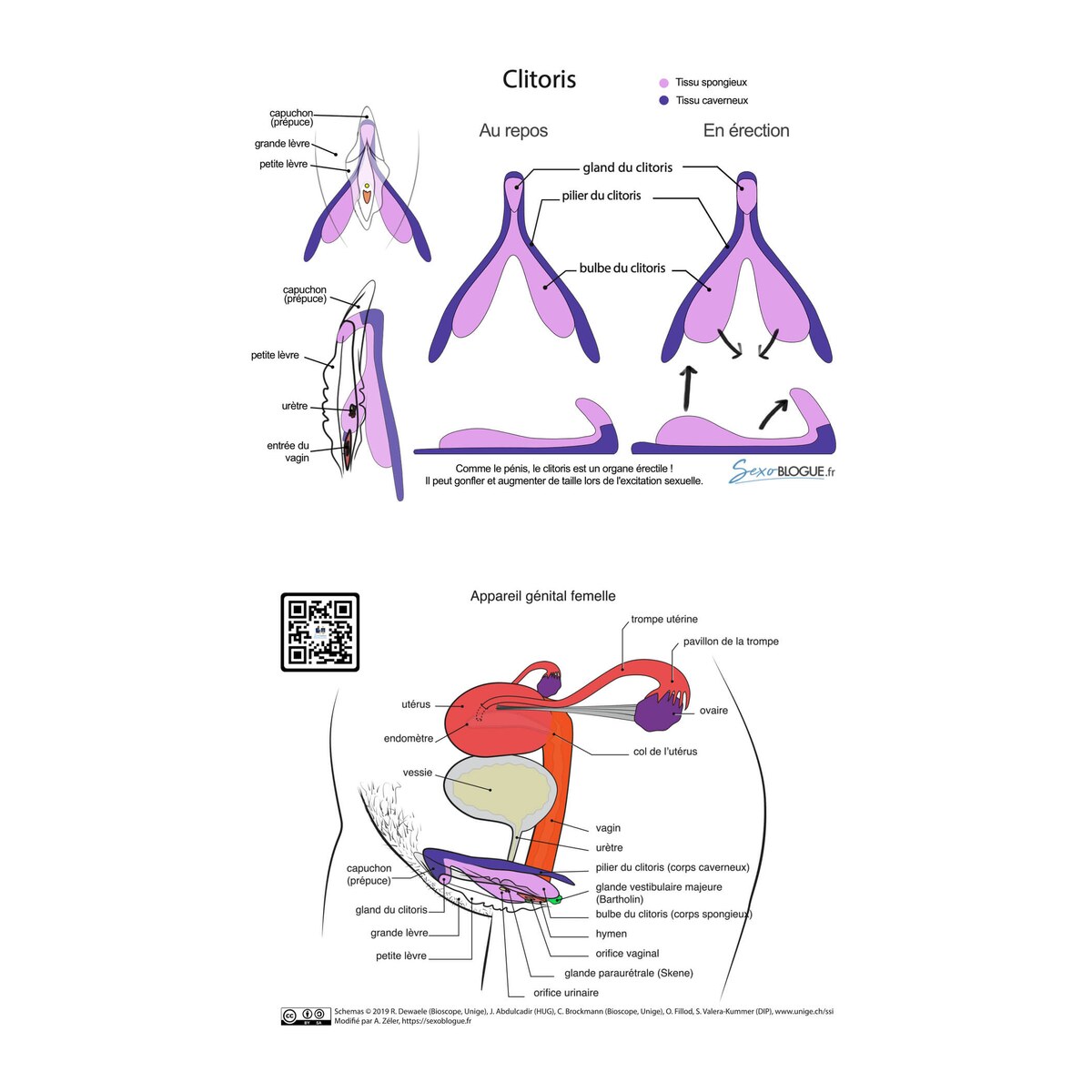carte-pedagogique-clitoris-rose-violet