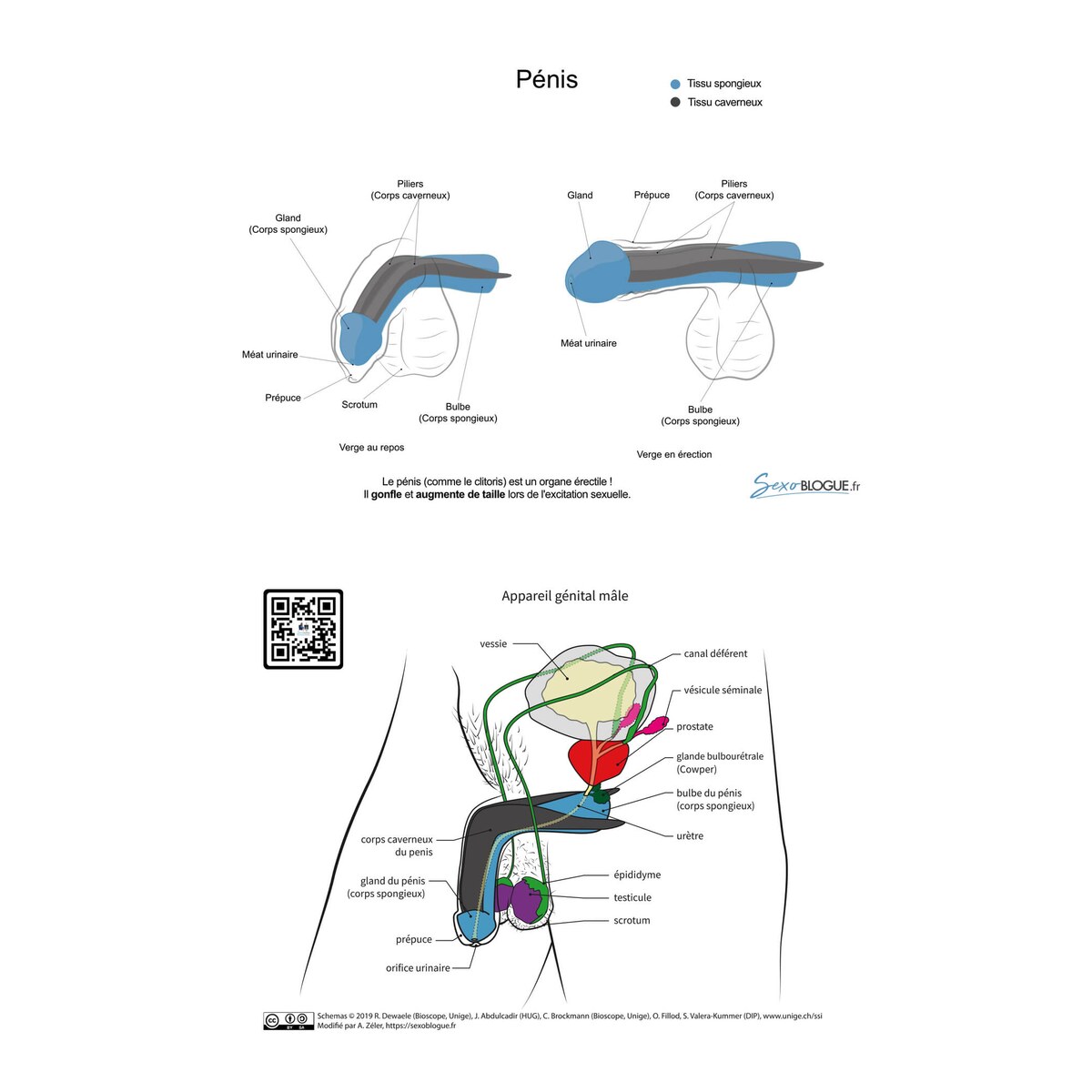 carte-pedagogique-penis-bleu-gris