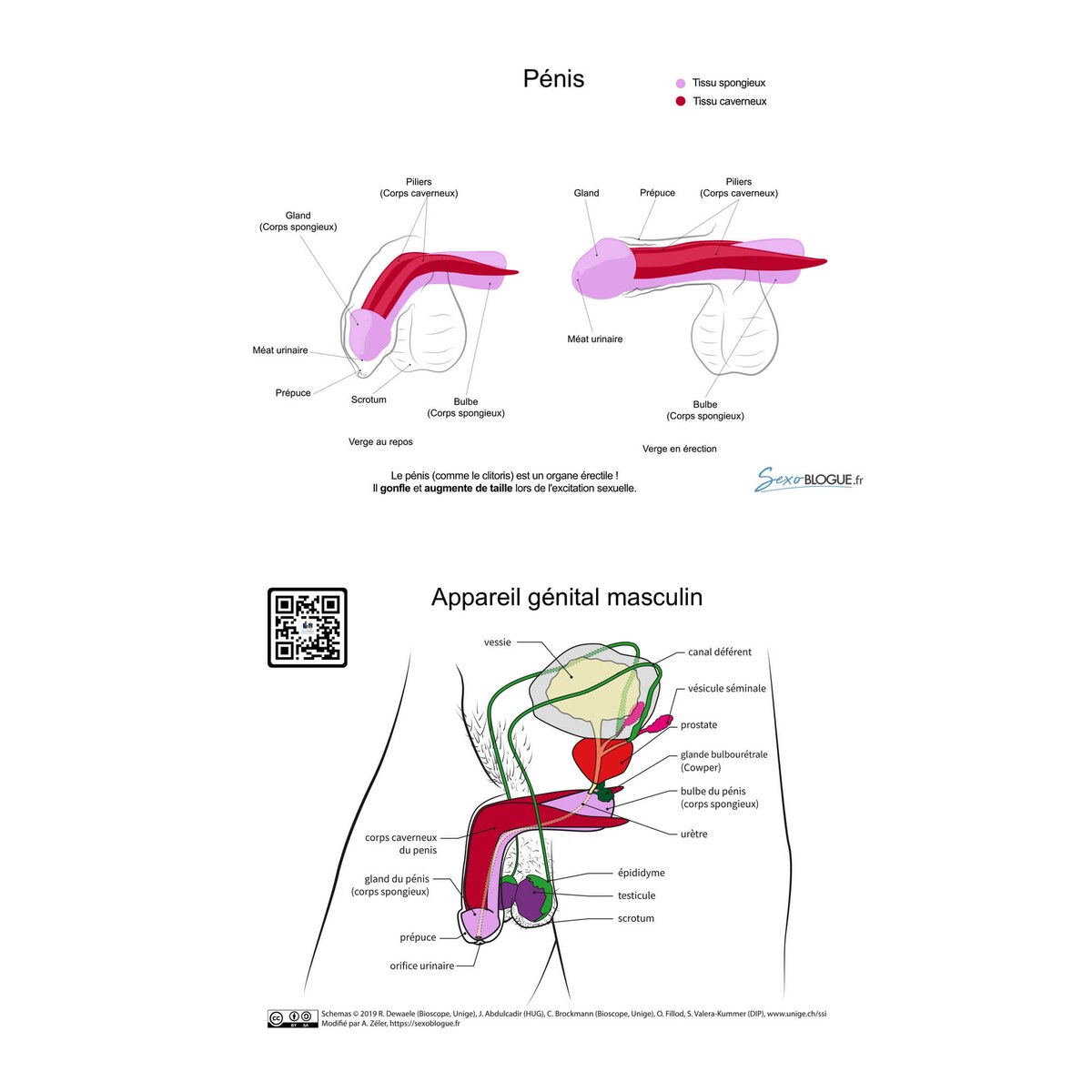 carte-pedagogique-penis-rose-rouge