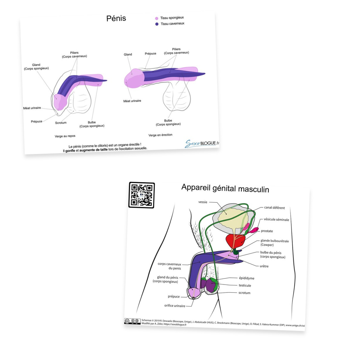 Carte pédagogique pénis rose/violet, recto et verso