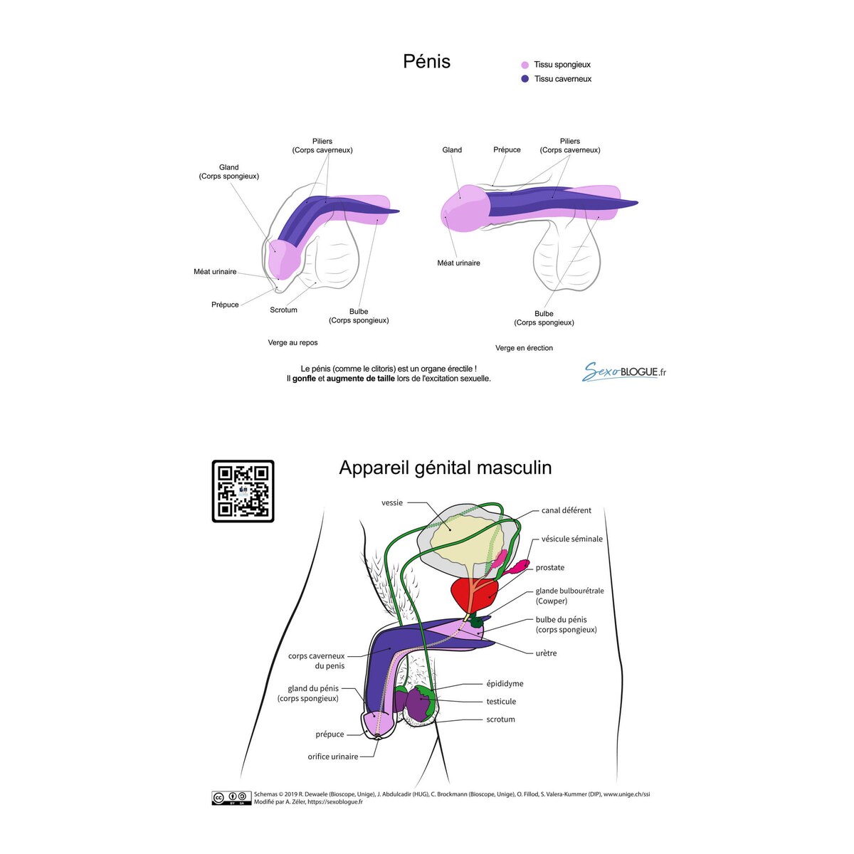 carte-pedagogique-penis-rose-violet