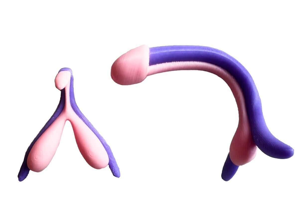 penis-clitoris