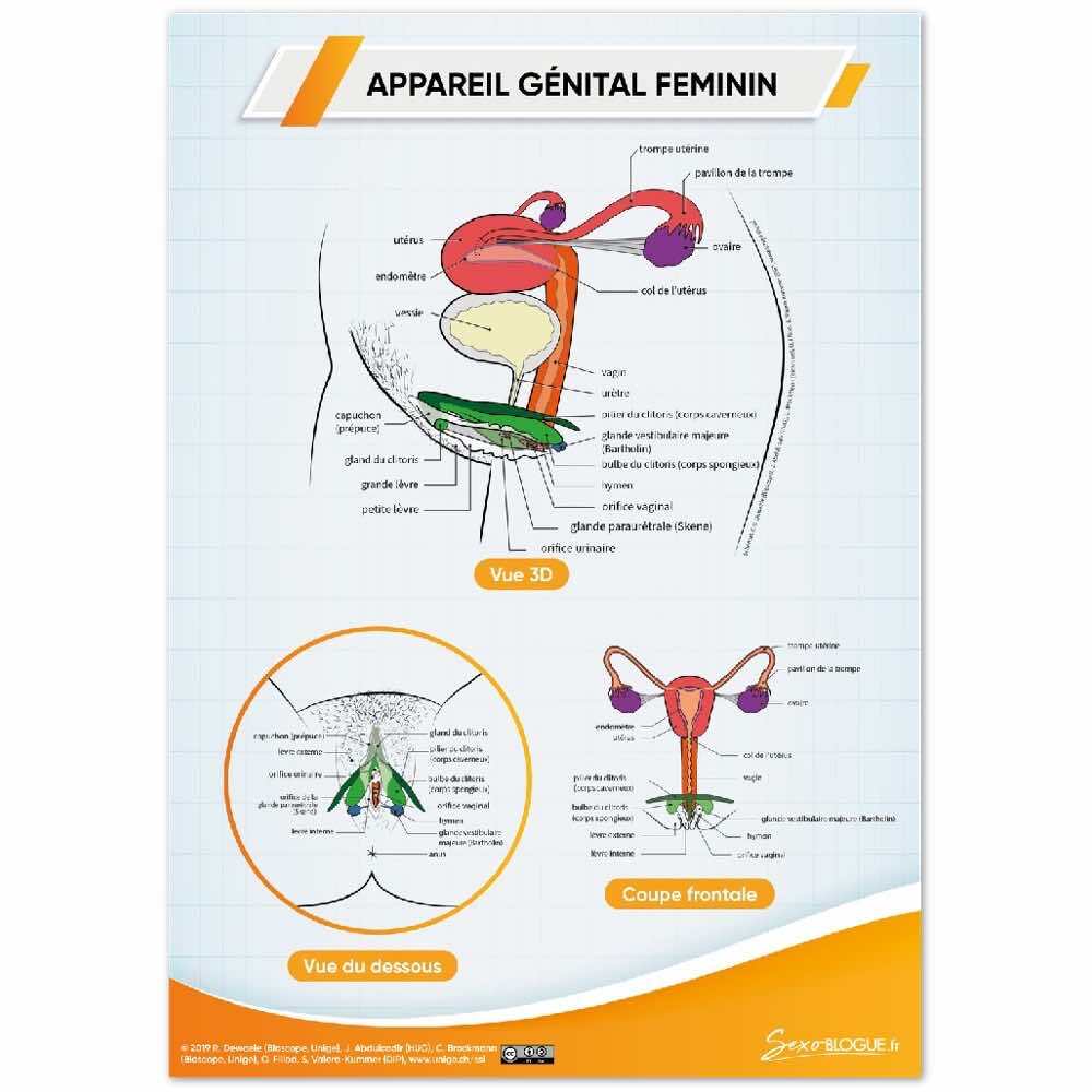 Poster « Appareil génital femelle/féminin » en papier semi-brillant qualité premium