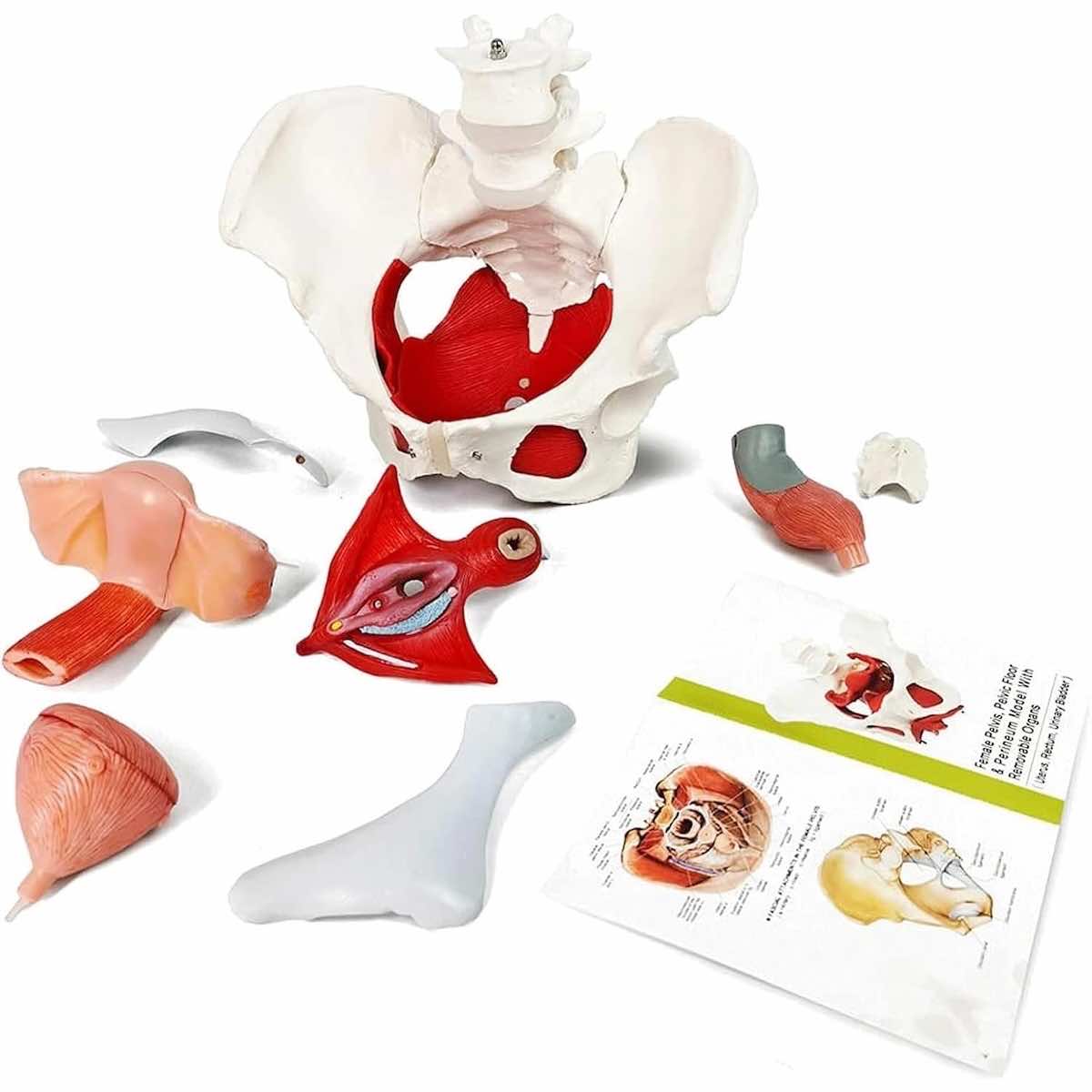 Modèle anatomique de bassin féminin avec organes amovibles