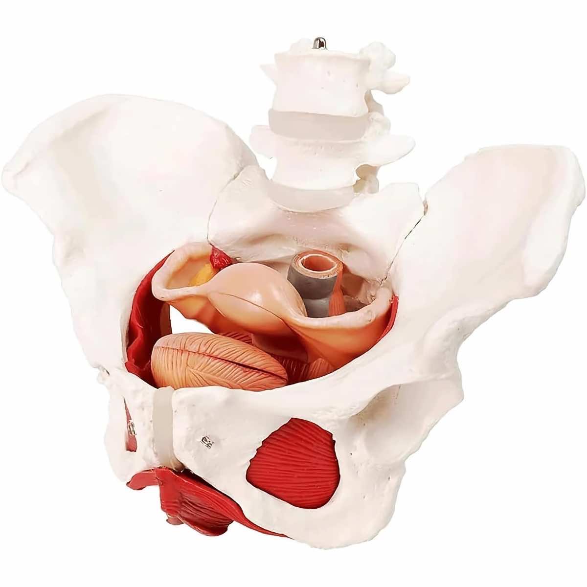 Modèle anatomique de bassin féminin avec organes amovibles