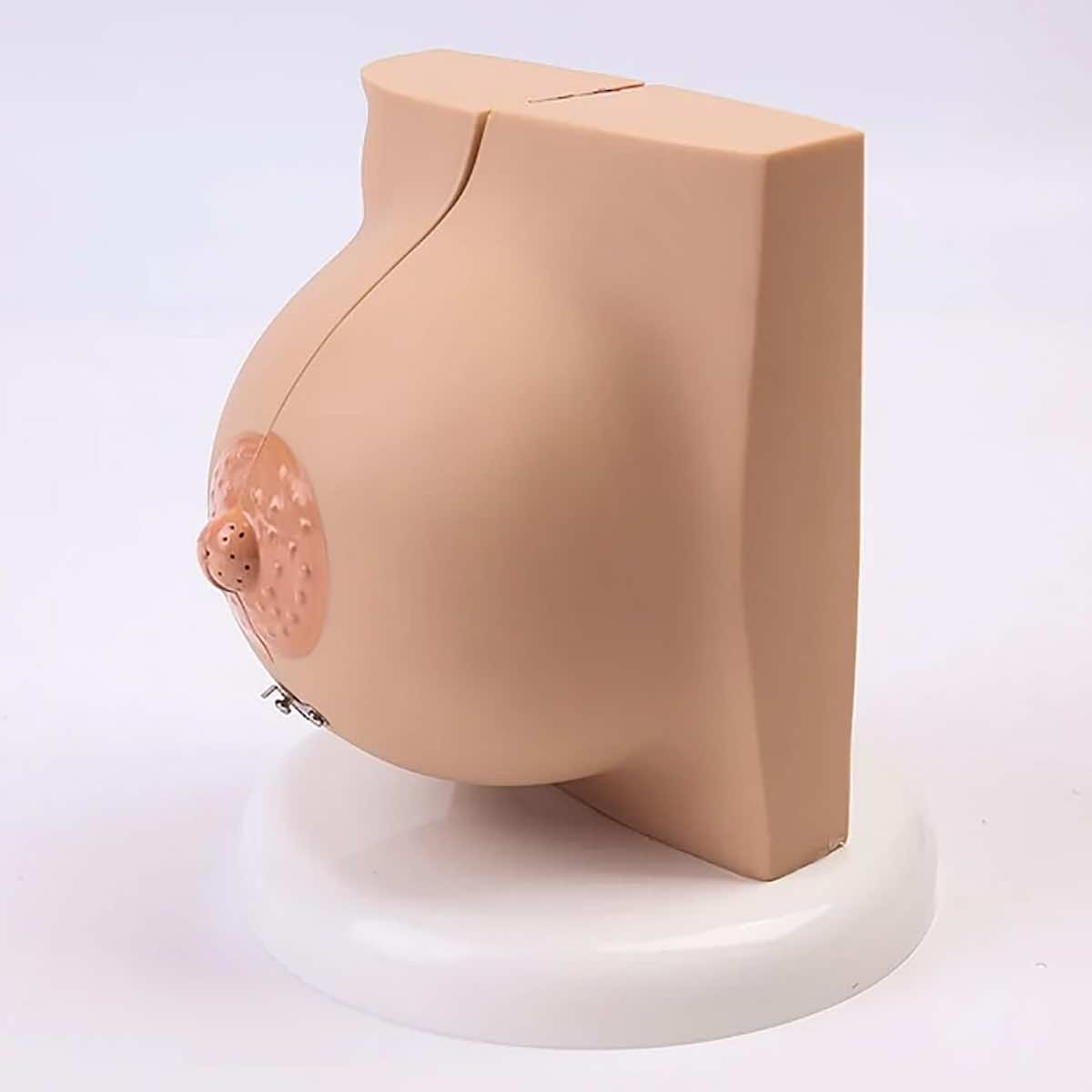 Modèle anatomique de sein