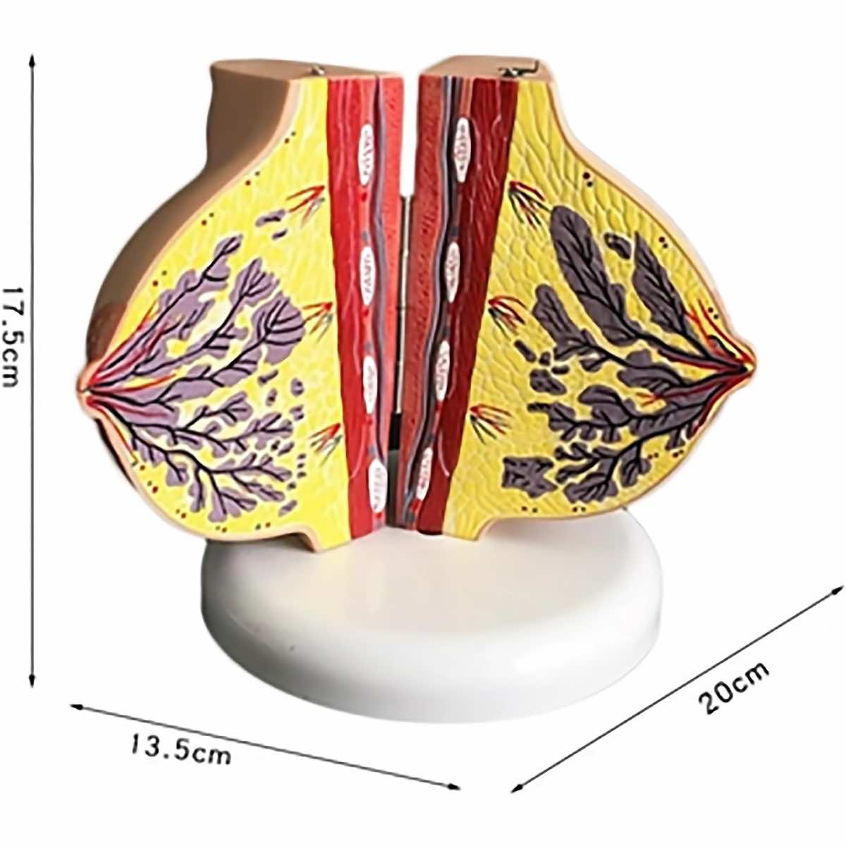Modèle anatomique de sein