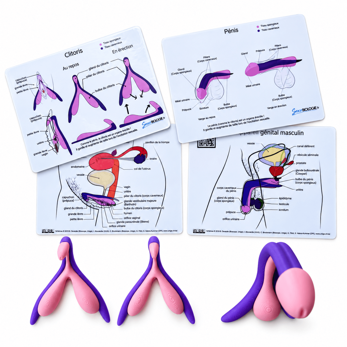 Kit pédagogique d'anatomie comparée avec deux clitoris et un pénis - violet