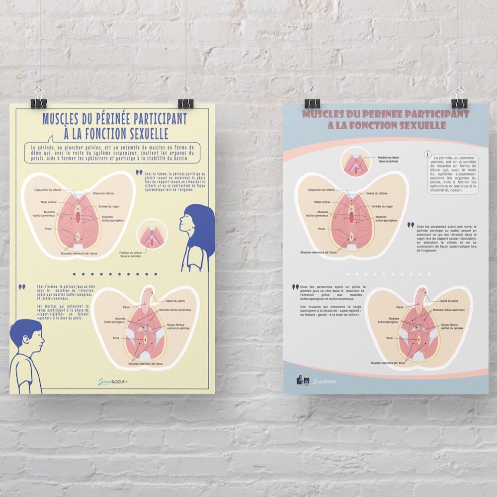 Poster « Muscles du périnée participant à la fonction sexuelle » en papier semi-brillant de qualité supérieure