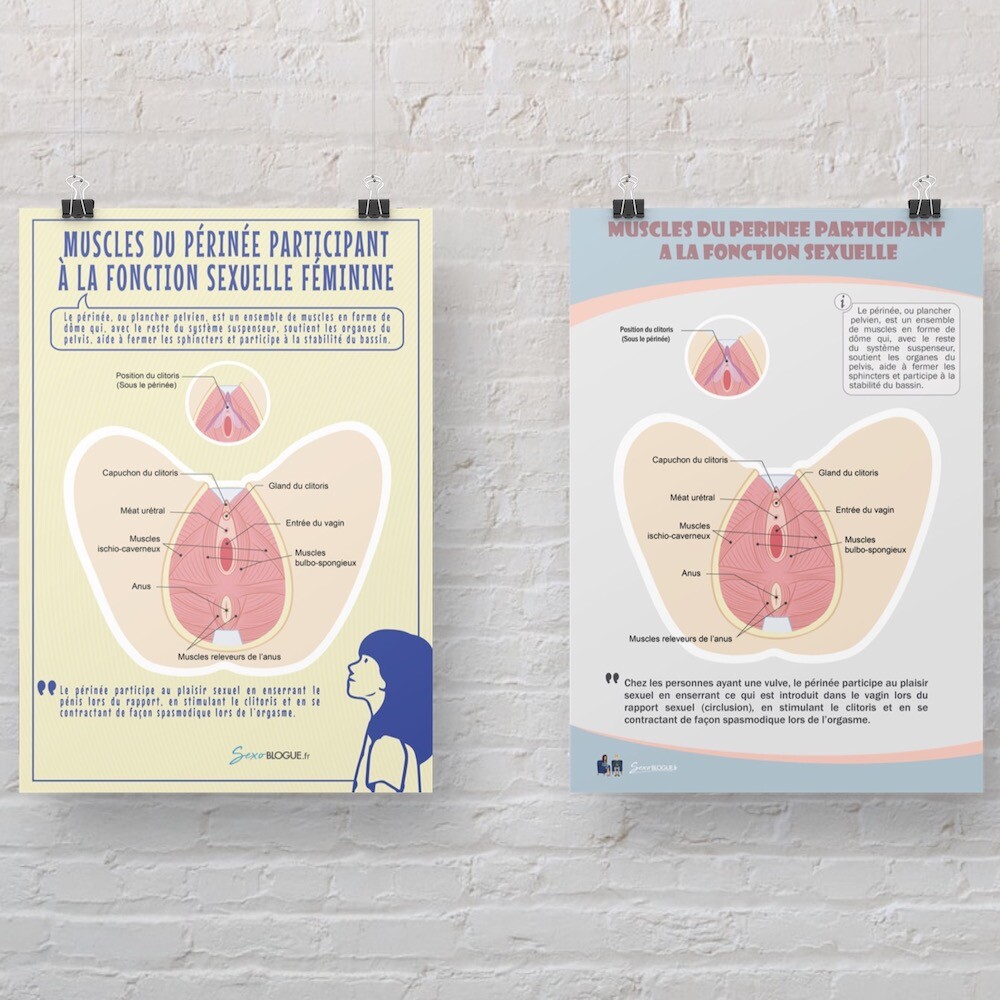 Poster « Muscles du périnée féminin » en papier semi-brillant de qualité supérieure