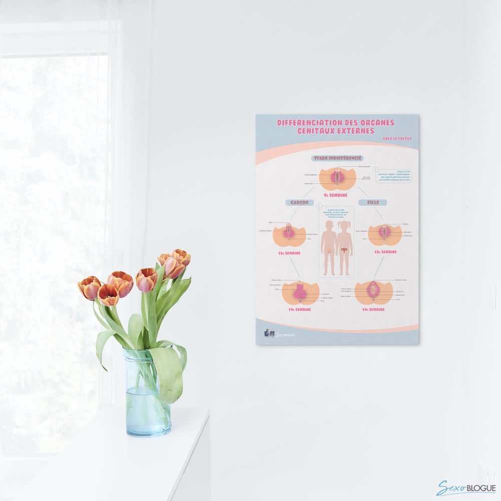Poster « Différenciation des organes génitaux externes » en papier semi-brillant qualité premium