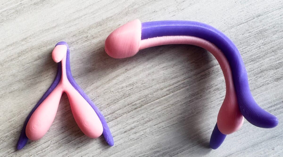 Kit d’anatomie comparée flexible : 2 clitoris + 1 pénis