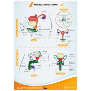 Poster « Appareil génital humain » en papier semi-brillant qualité premium