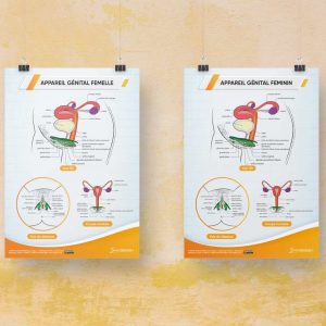 Poster « Appareil génital femelle/féminin » en papier semi-brillant qualité premium