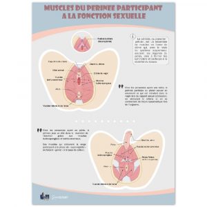 Poster « Muscles du périnée participant à la fonction sexuelle » en papier semi-brillant de qualité supérieure