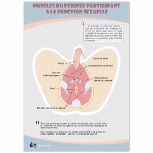 Poster « Muscles du périnée masculin » en papier semi-brillant de qualité supérieure