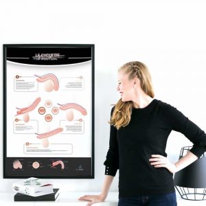 Poster « Le cycle de l’érection » en papier semi-brillant qualité premium
