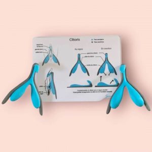 Kit Clitoris – Repos / Érection