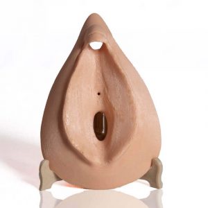 Vulve (état d’excitation) – Modèle 3D