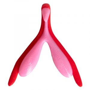 Kit d’anatomie comparée flexible : 2 clitoris + 1 pénis