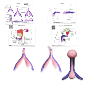 Kit d’anatomie comparée – Clitoris repos / érection + pénis