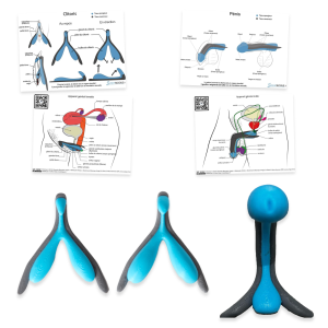 Kit d’anatomie comparée – Clitoris repos / érection + pénis