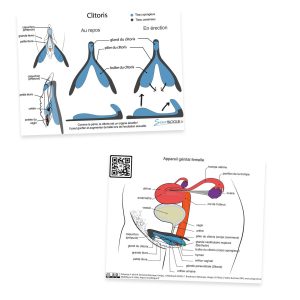 Carte pédagogique clitoris bleu/gris, recto et verso