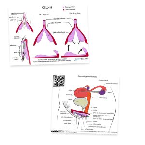 Carte pédagogique clitoris rose/rouge, recto et verso