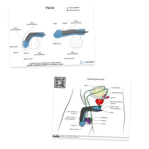 Carte pédagogique pénis bleu/gris, recto et verso