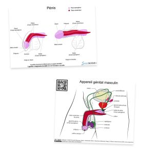 Carte pédagogique pénis rose/rouge, recto et verso