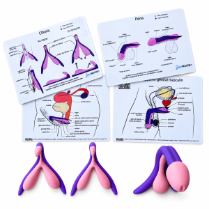 Kit d’anatomie comparée Clitoris repos / érection + pénis