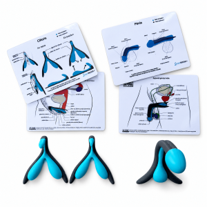 Kit d’anatomie comparée Clitoris repos / érection + pénis