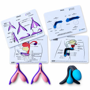 Kit avec deux clitoris et un pénis