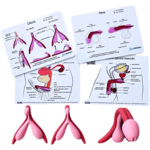 Kit clitoris et pénis souples